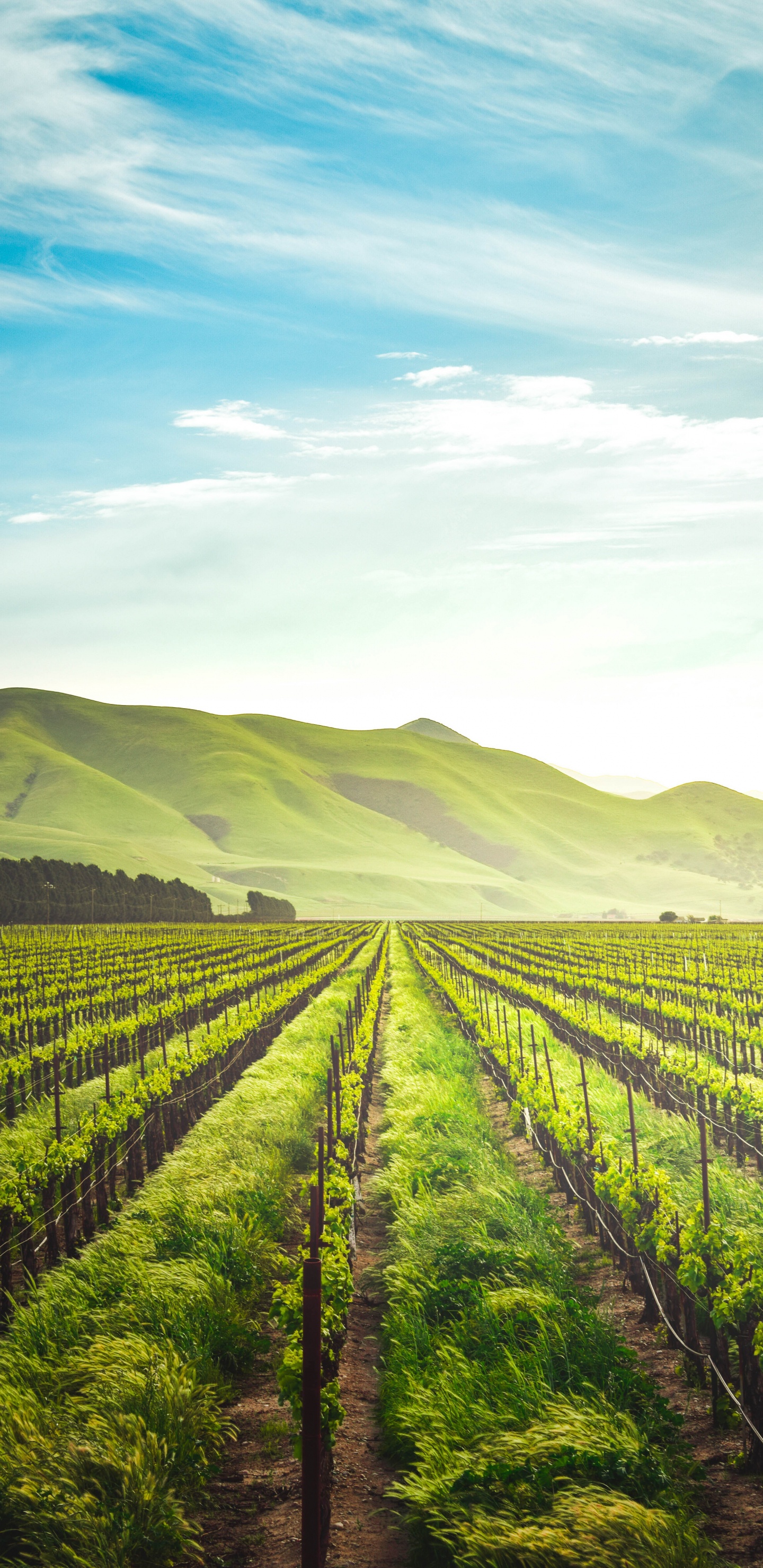 Обои сельское хозяйство, регенеративное сельское хозяйство, сельскохозяйственная земля, органическое земледелие, Ферма в разрешении 1440x2960