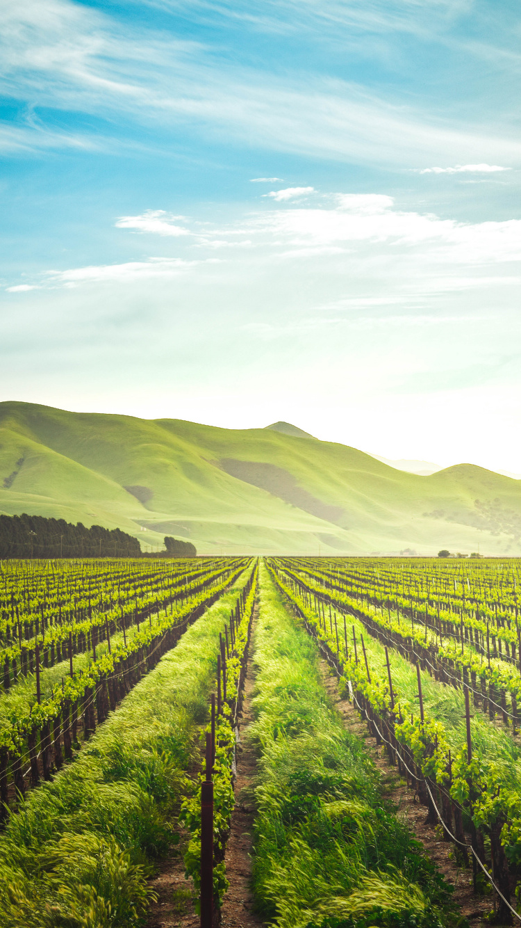 Обои сельское хозяйство, регенеративное сельское хозяйство, сельскохозяйственная земля, органическое земледелие, Ферма в разрешении 750x1334