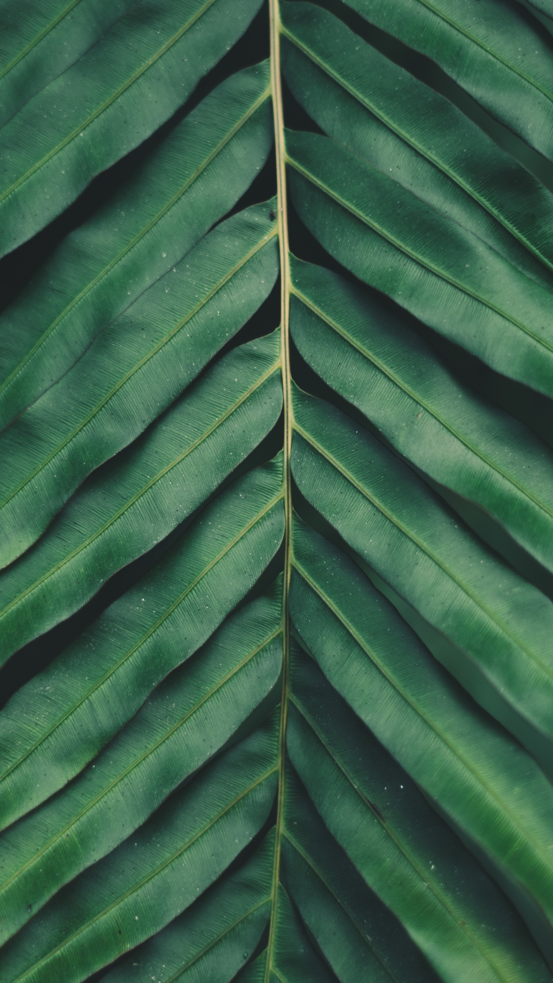 Обои растительность, рассада, смартфон, сосудистые растения, цветок в разрешении 1080x1920