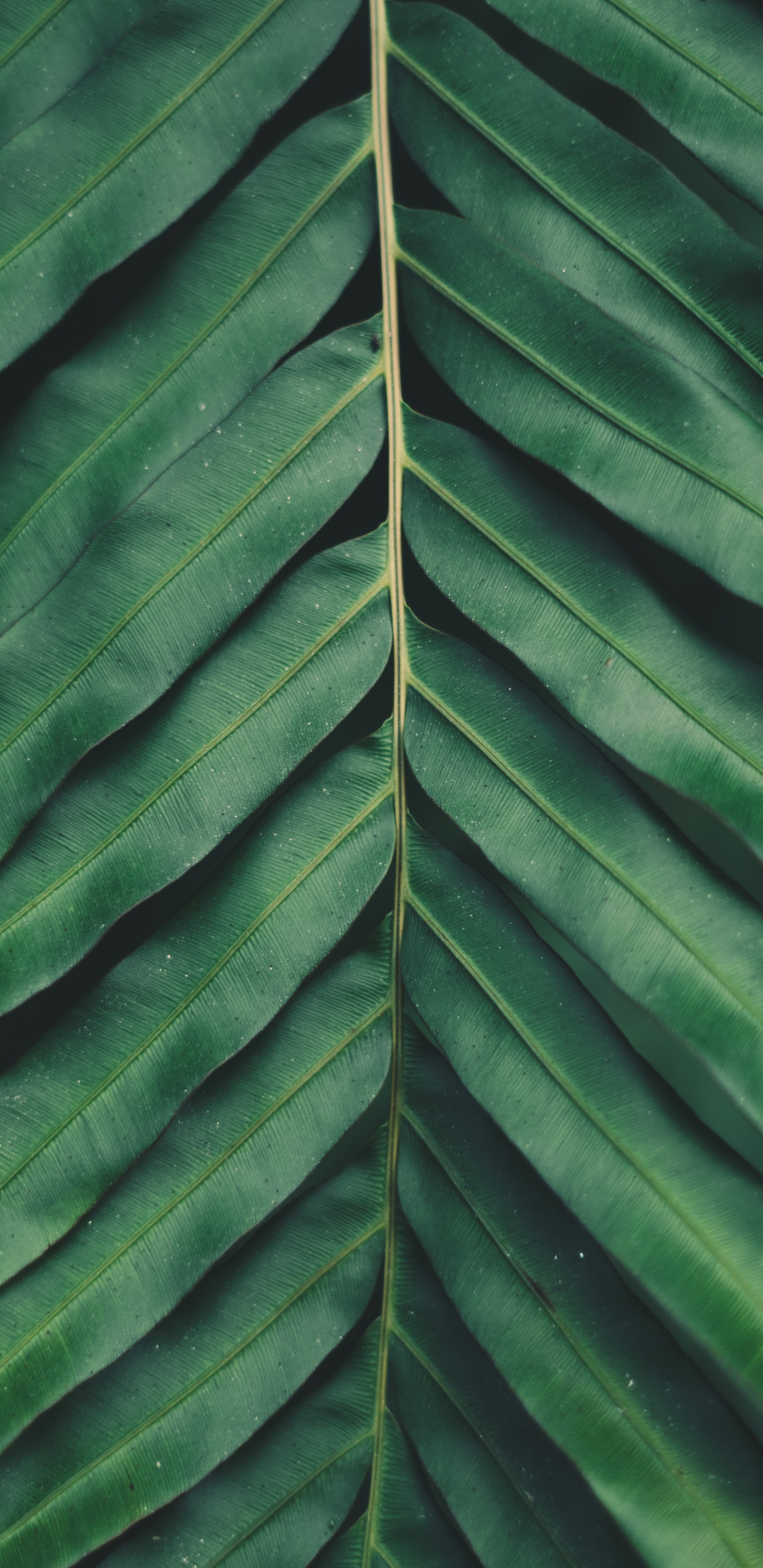 Обои растительность, рассада, смартфон, сосудистые растения, цветок в разрешении 1440x2960