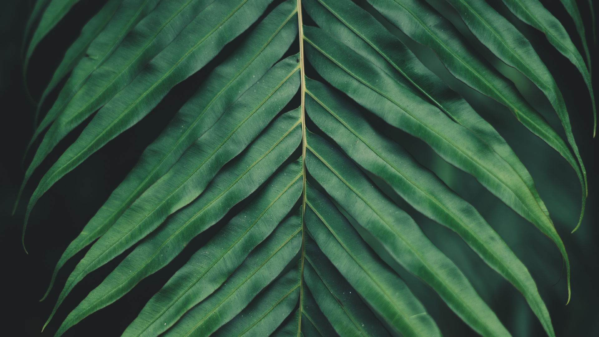 Обои растительность, рассада, смартфон, сосудистые растения, цветок в разрешении 1920x1080