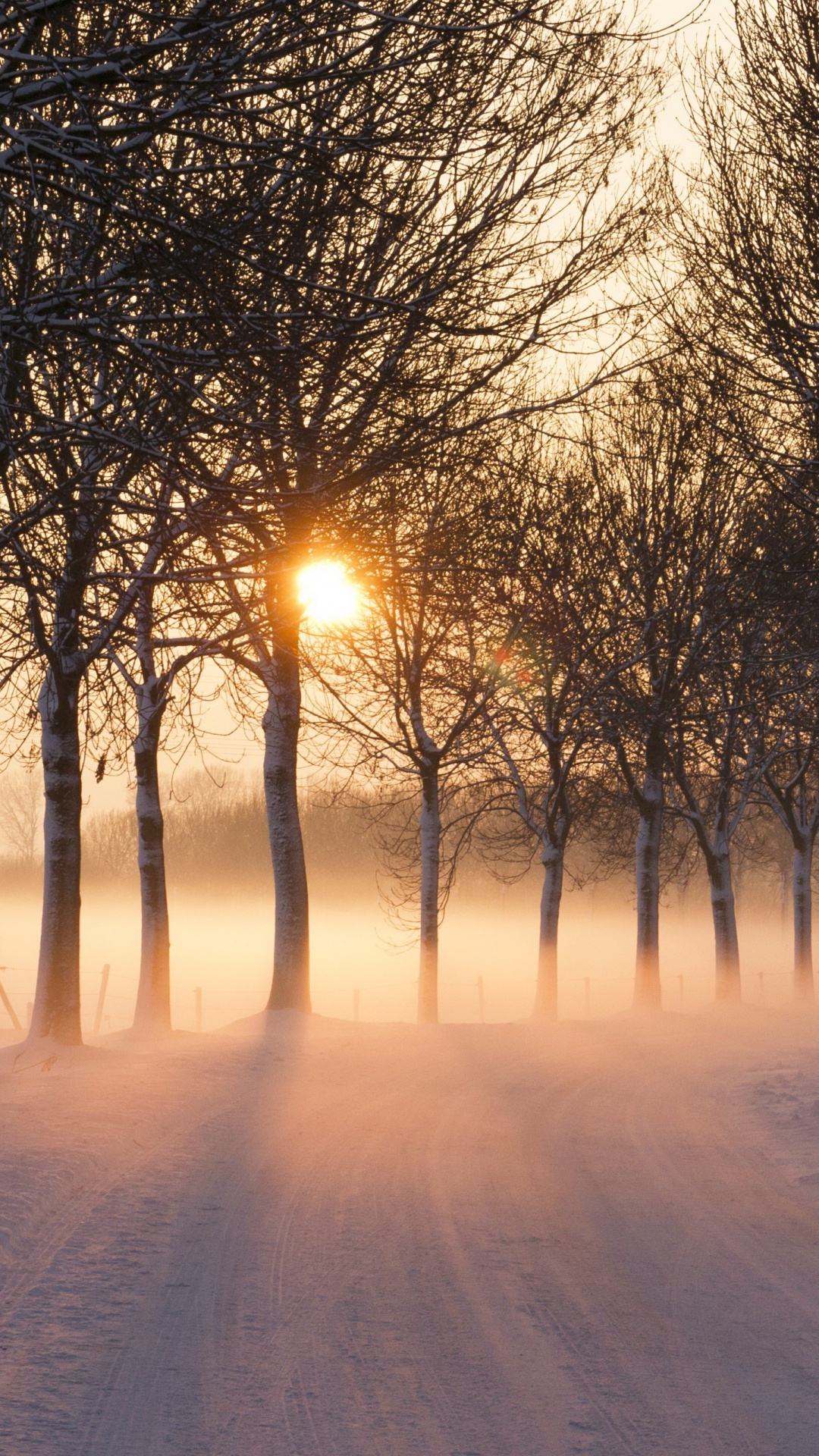 Обои снег, дерево, зима, природа, солнечный свет в разрешении 1080x1920