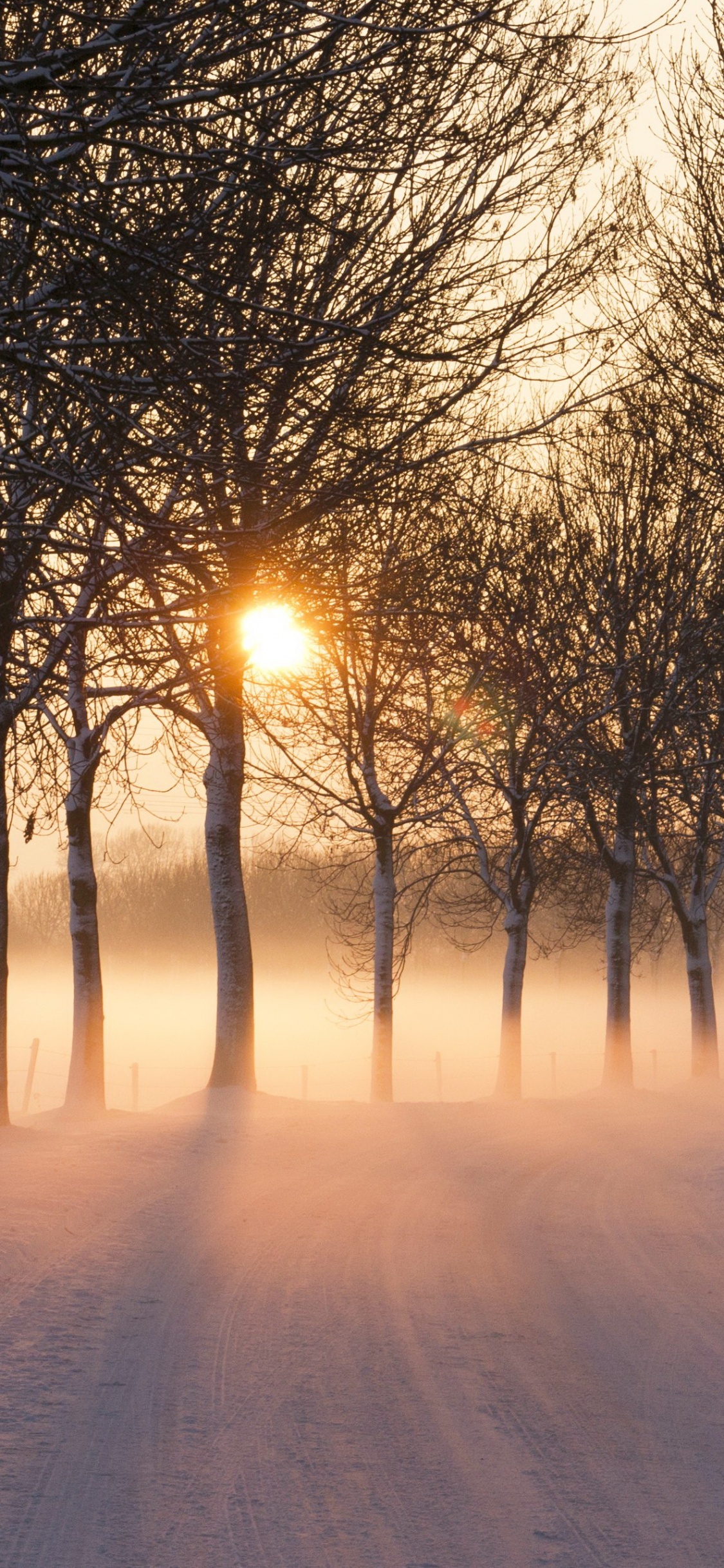 Обои снег, дерево, зима, природа, солнечный свет в разрешении 1125x2436