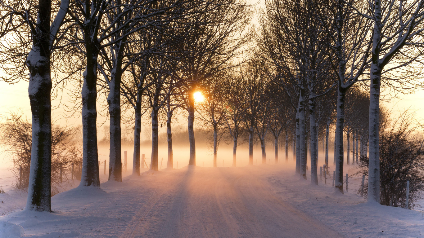 Обои снег, дерево, зима, природа, солнечный свет в разрешении 1366x768