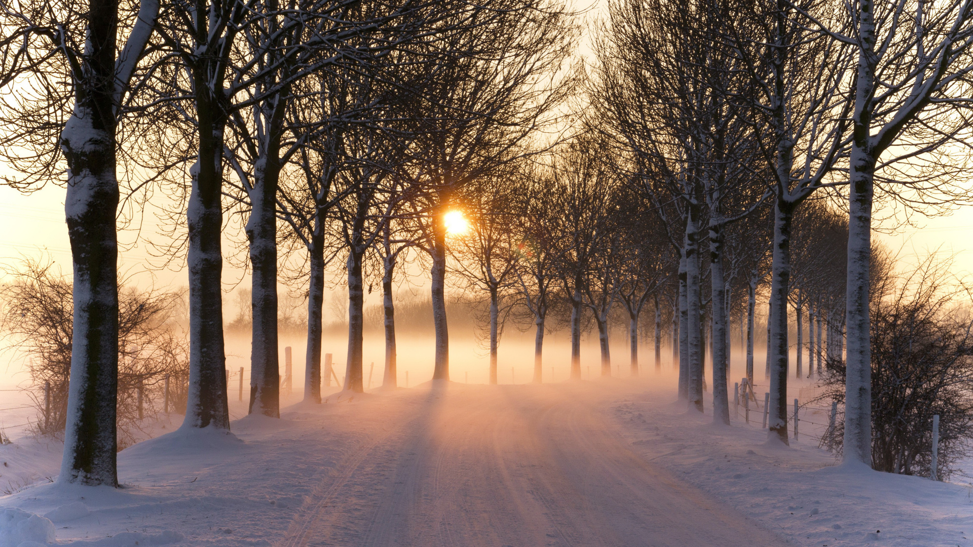 Обои снег, дерево, зима, природа, солнечный свет в разрешении 1920x1080