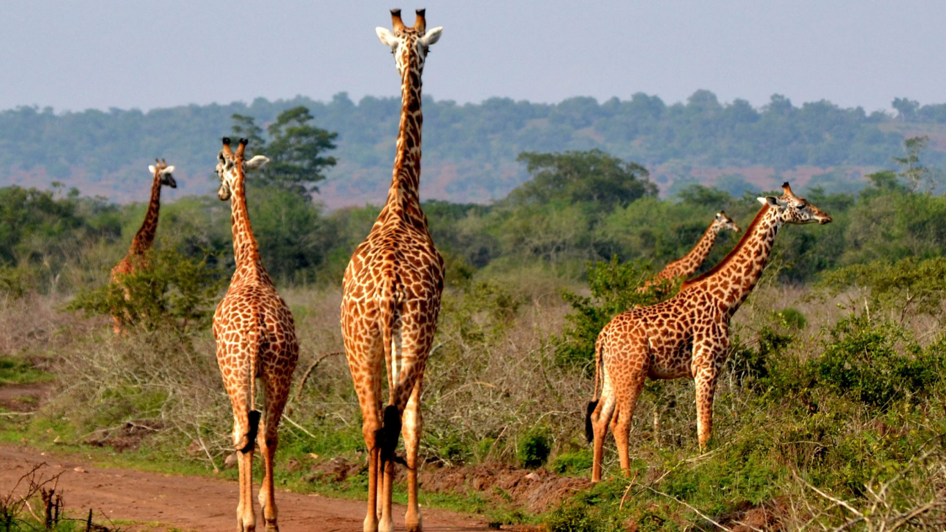 Обои Национальный Парк Вулканов, Озеро Ihema, национальный парк, парк, Жираф в разрешении 1366x768