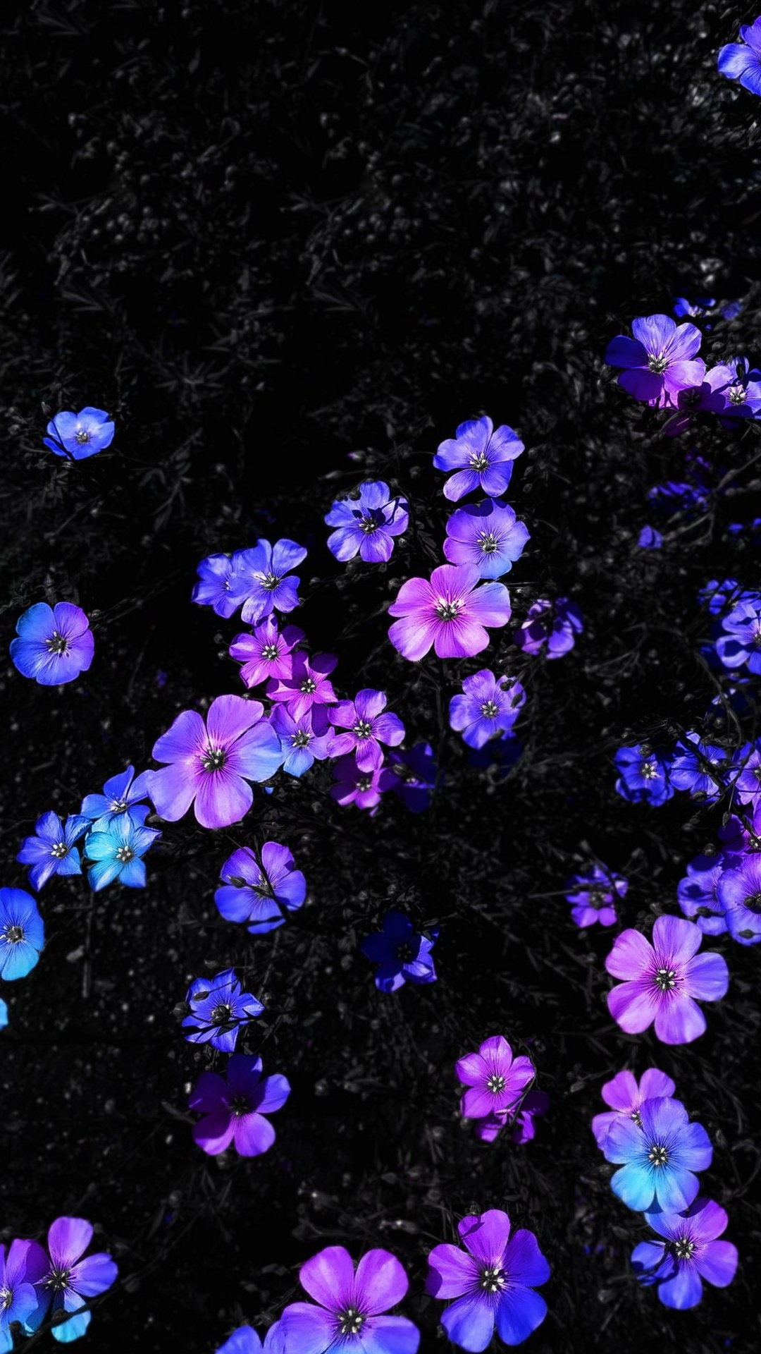 Обои Флора, ноби нобита, Шизука Минамото, цветок, растение в разрешении 1080x1920