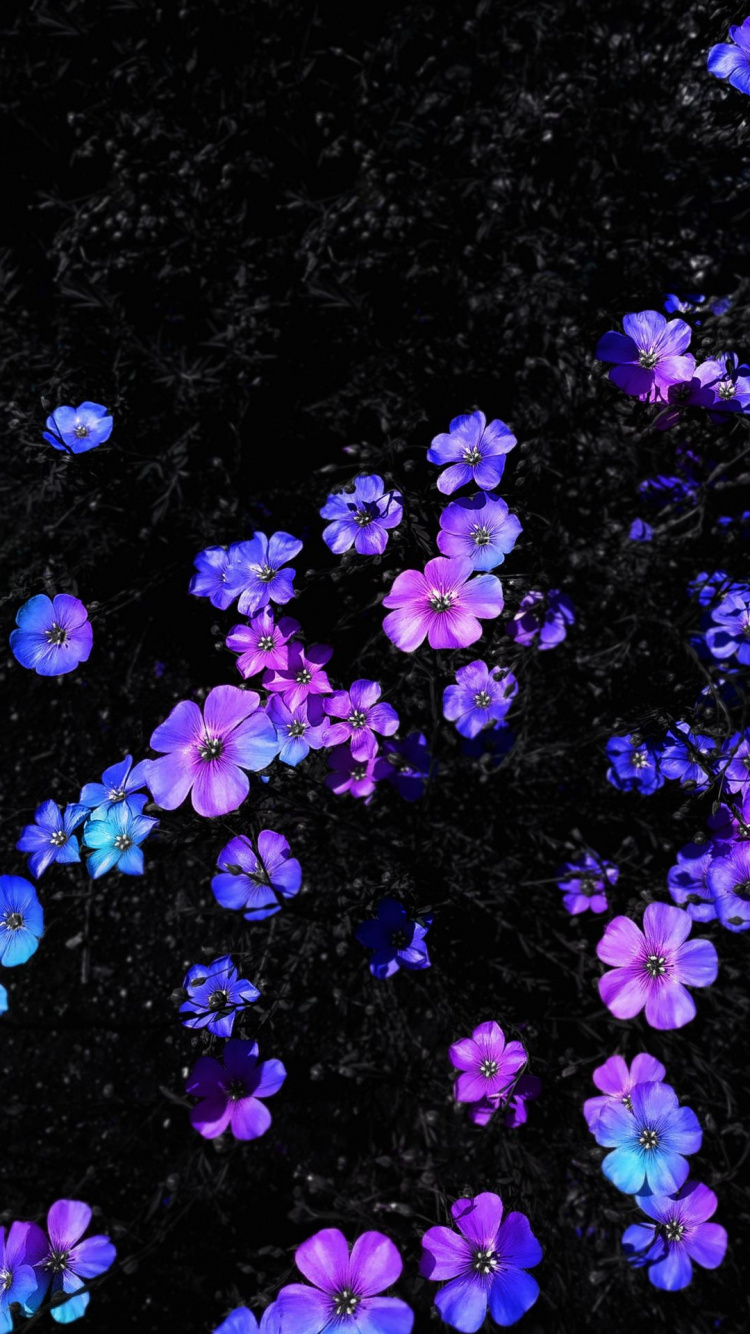 Обои Флора, ноби нобита, Шизука Минамото, цветок, растение в разрешении 750x1334