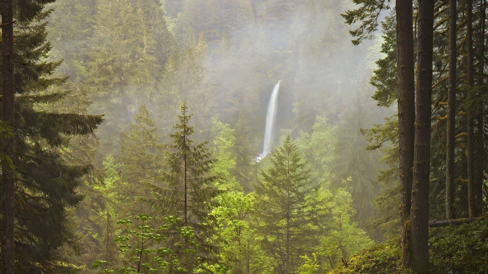 Обои Тихоокеанской северо-западной лесной, лес, природа, дерево, природный заповедник в разрешении 1920x1080