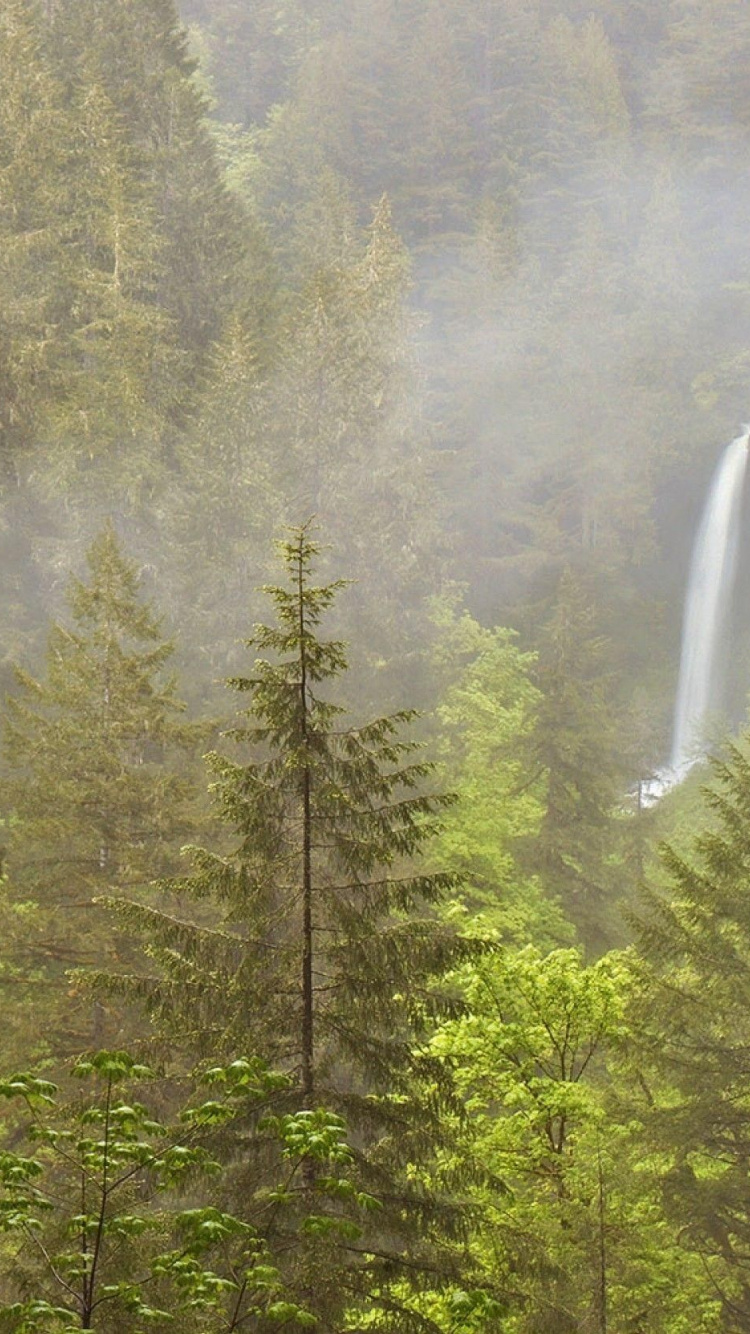 Обои Тихоокеанской северо-западной лесной, лес, природа, дерево, природный заповедник в разрешении 750x1334