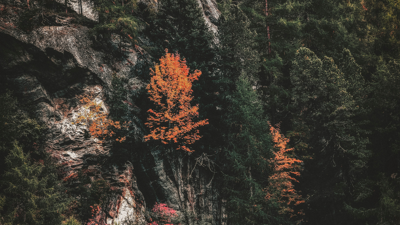 Обои дерево, природа, лист, красный цвет, растительность в разрешении 1366x768