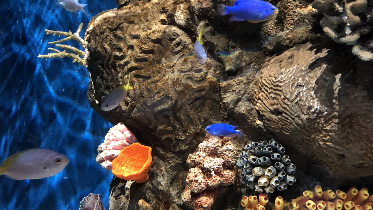 Обои коралловый риф, морская биология, наука, коралл, подземные воды в разрешении 1280x720