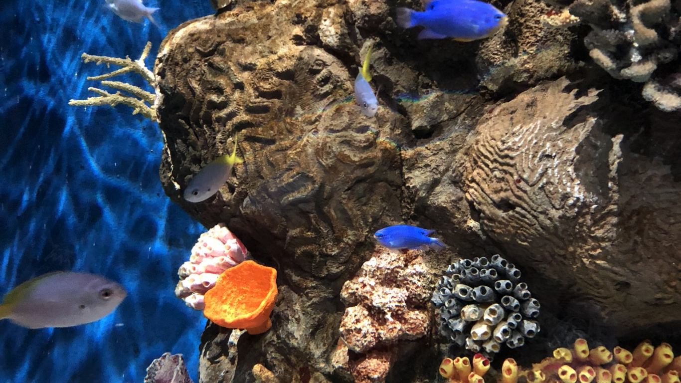 Обои коралловый риф, морская биология, наука, коралл, подземные воды в разрешении 1366x768