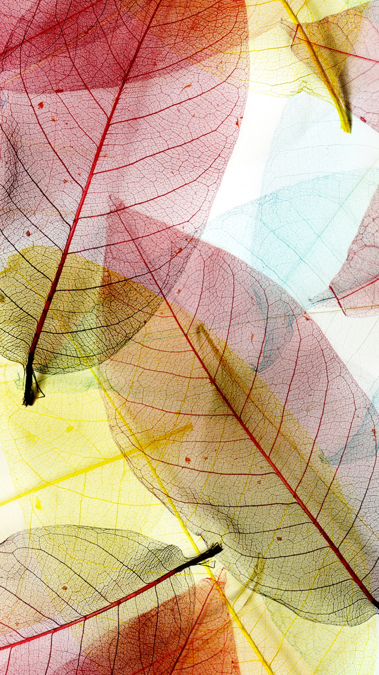 Обои фреска, лист, линия, растение, узор в разрешении 750x1334