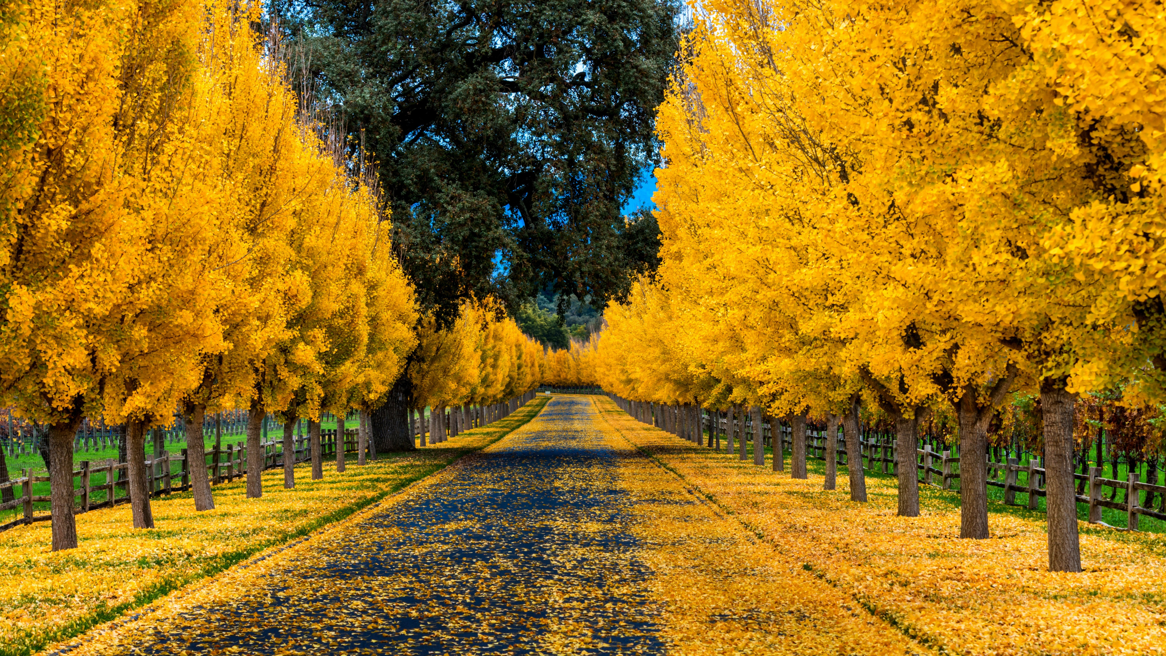 Обои Золотая осень, осень, природа, листопадные, желтый в разрешении 3840x2160