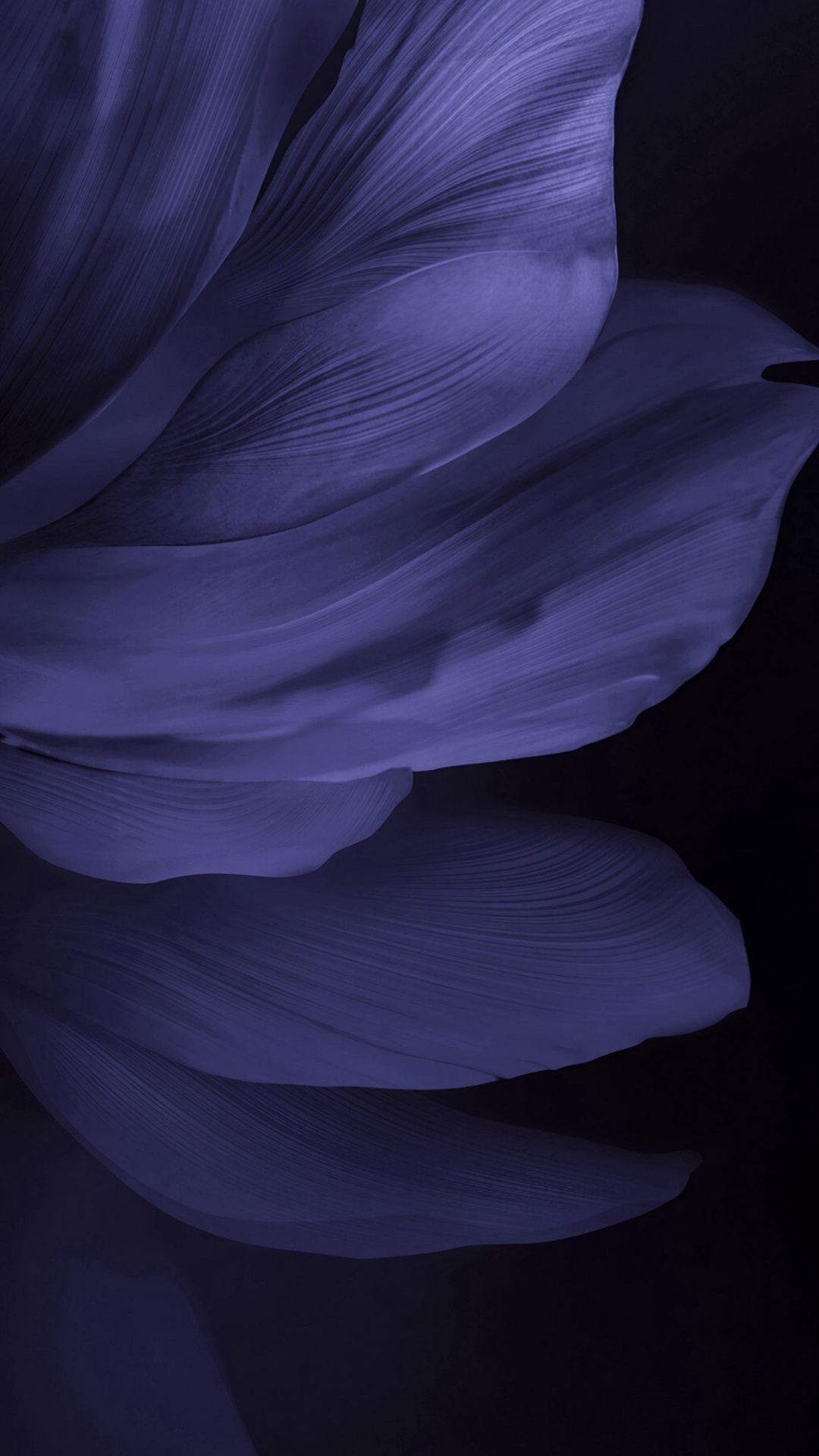 Обои женщина, лепесток, пурпур, растение, серый цвет в разрешении 1080x1920