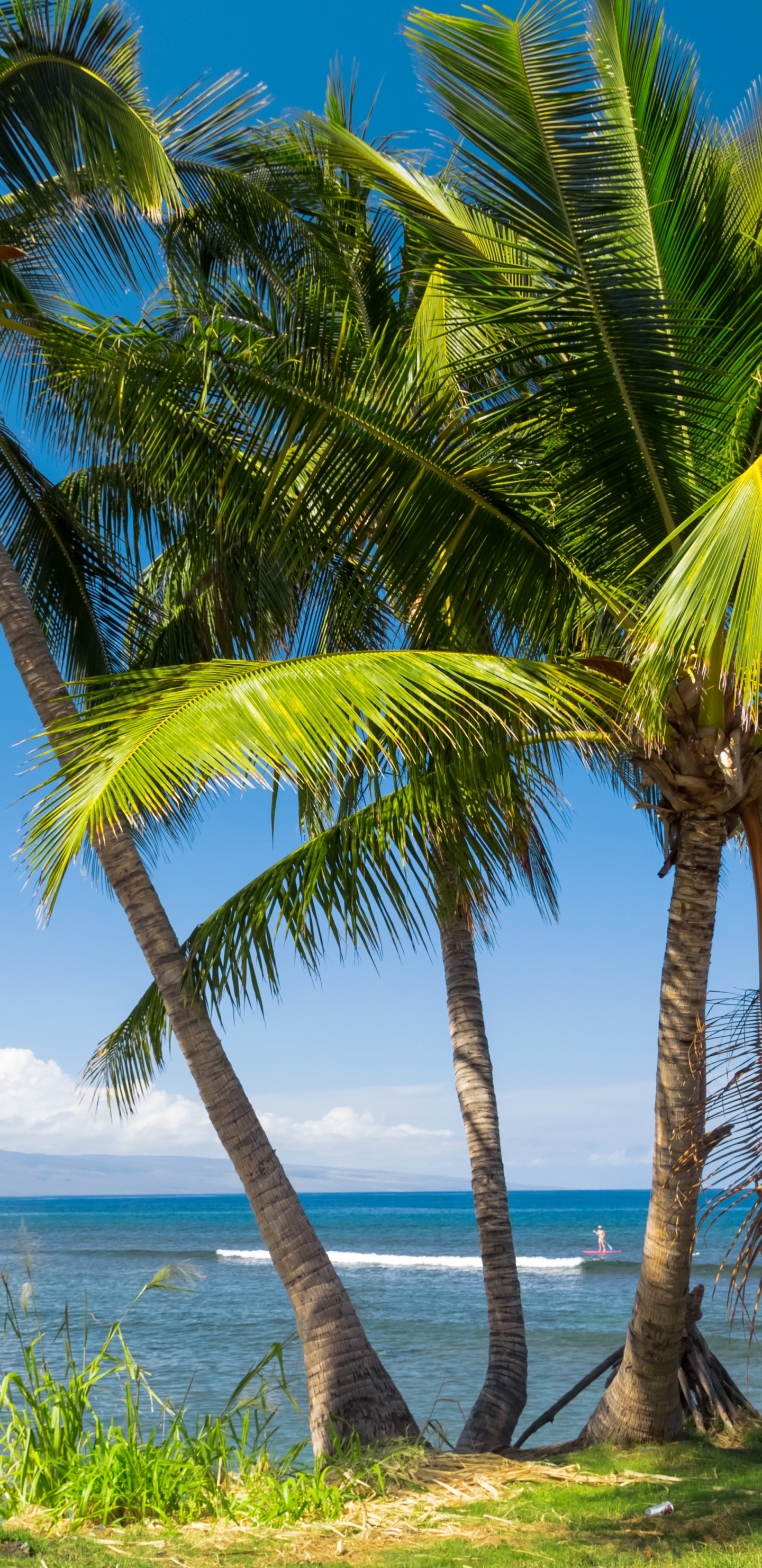 Обои фреска, дерево, стена, тропическая зона, Пальма в разрешении 1440x2960