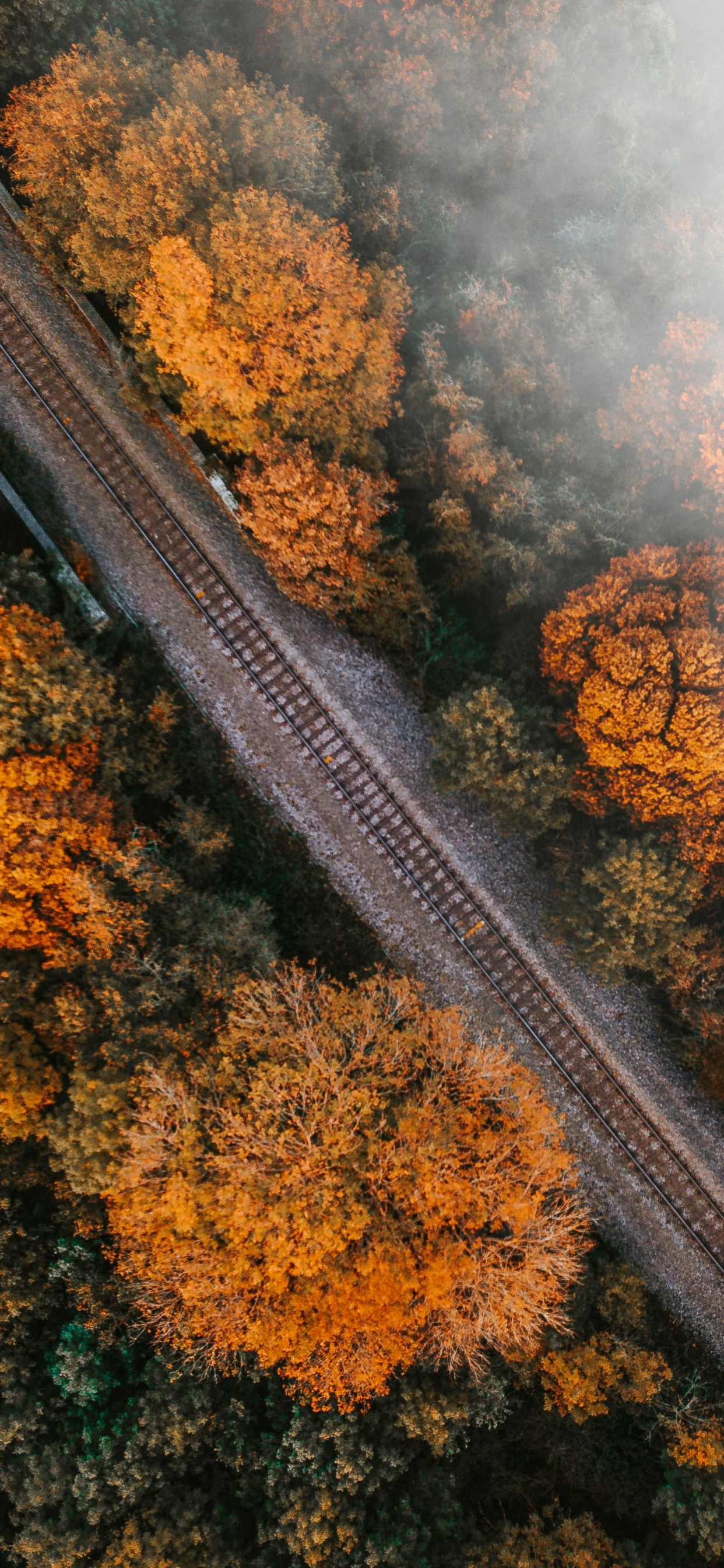 Обои дерево, лист, природа, ржавчина, железнодорожный транспорт в разрешении 1242x2688