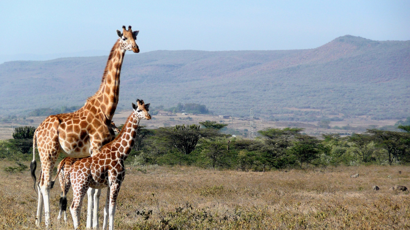 Обои Жираф, наземные животные, живая природа, жирафовые, сенокосное угодье в разрешении 1366x768