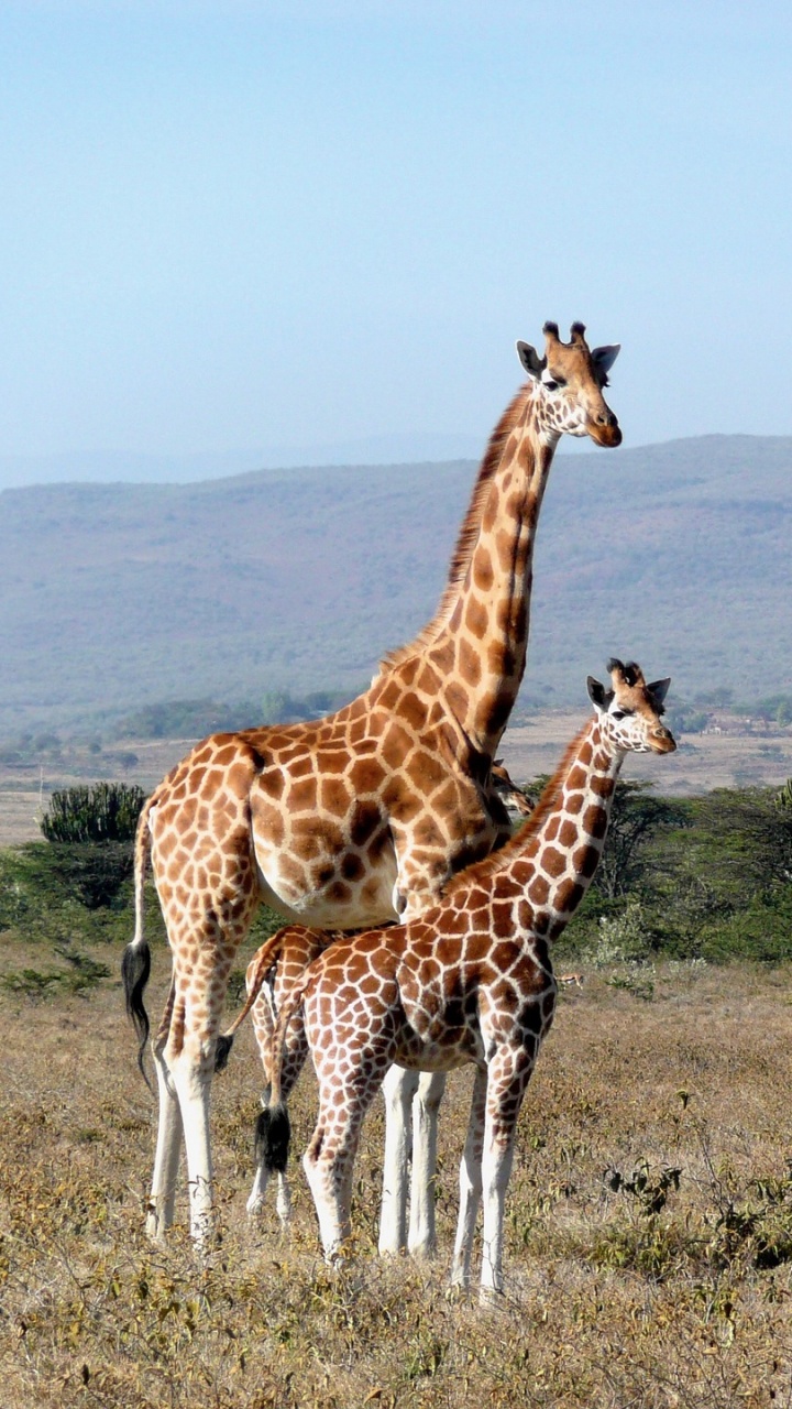 Обои Жираф, наземные животные, живая природа, жирафовые, сенокосное угодье в разрешении 720x1280