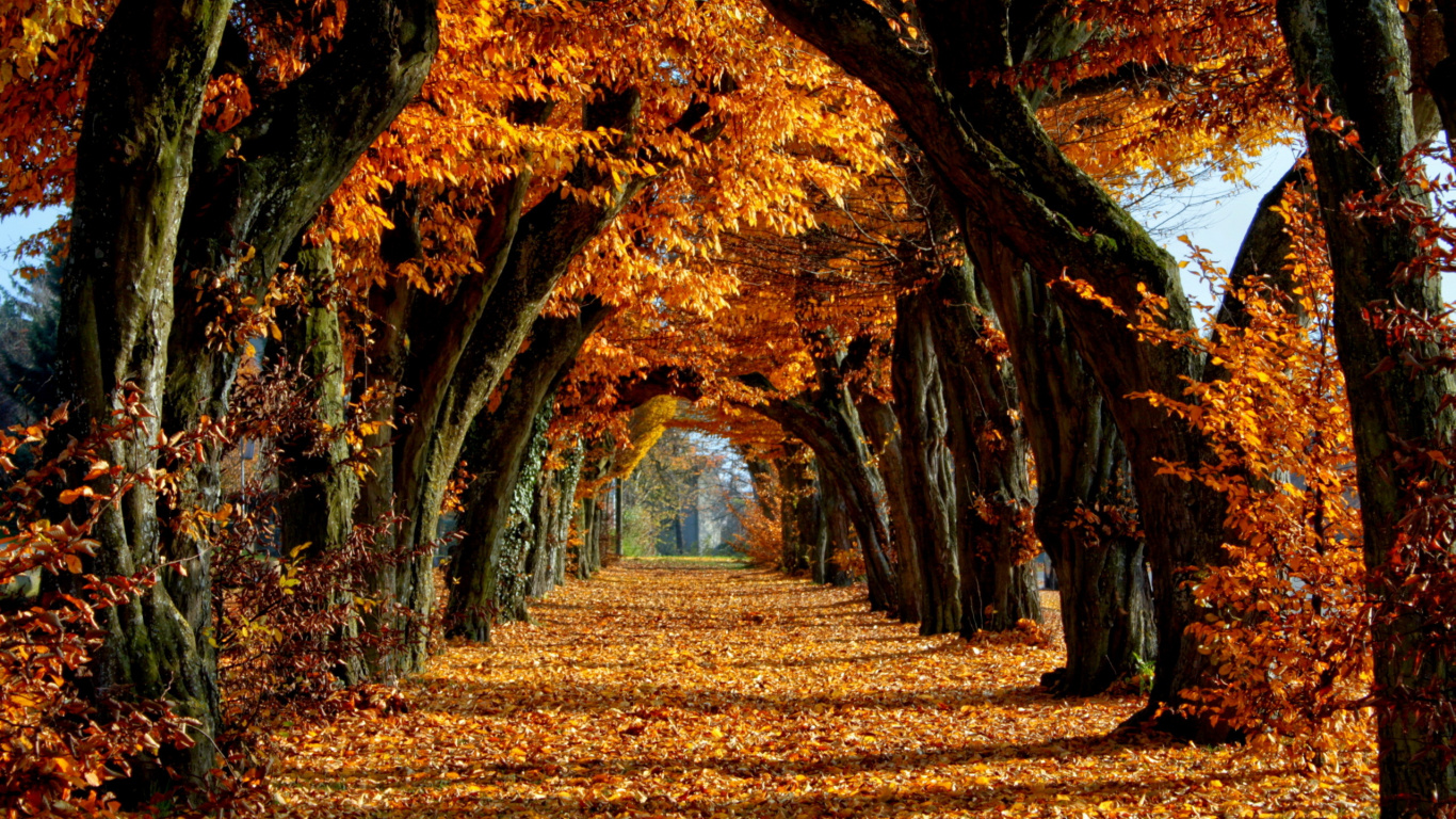 Обои осень, дерево, природа, лист, листопадные в разрешении 1366x768