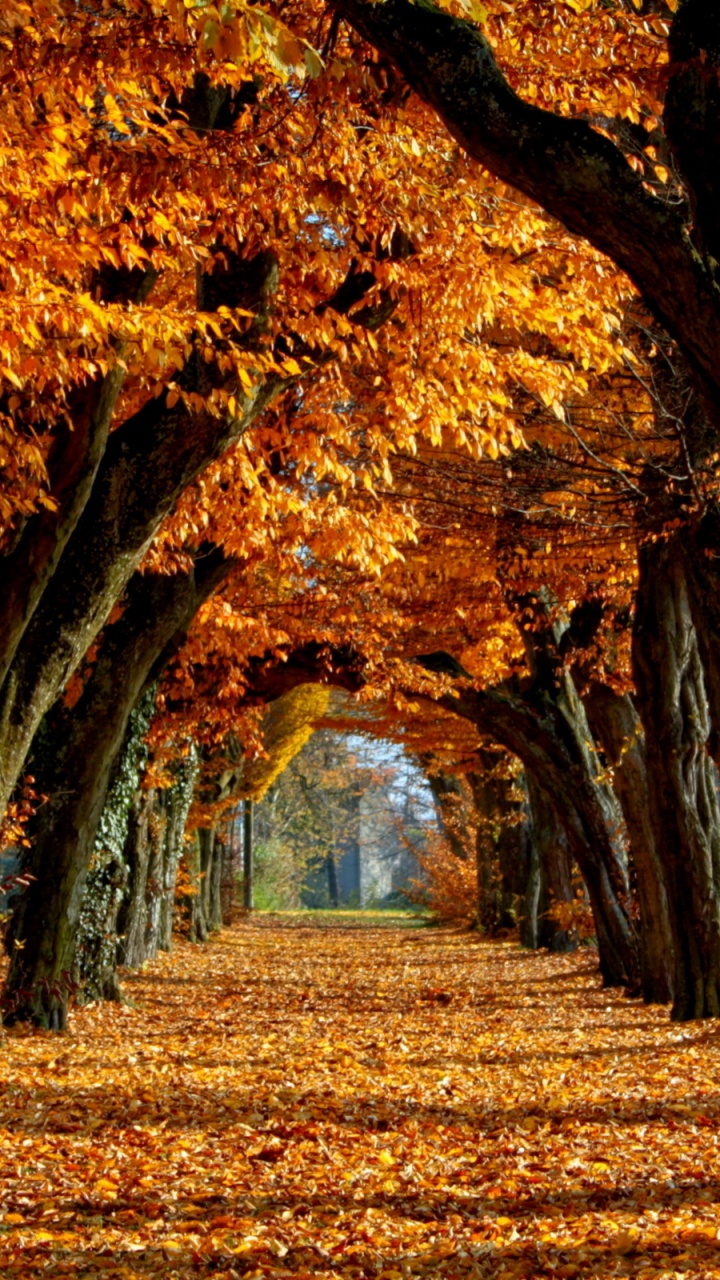 Обои осень, дерево, природа, лист, листопадные в разрешении 720x1280