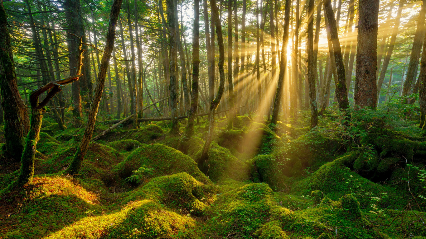 Обои лес, природа, лесистая местность, растительность, природный заповедник в разрешении 1366x768