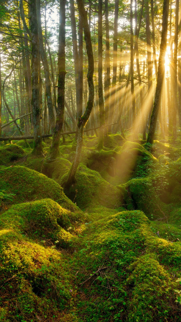 Обои лес, природа, лесистая местность, растительность, природный заповедник в разрешении 750x1334