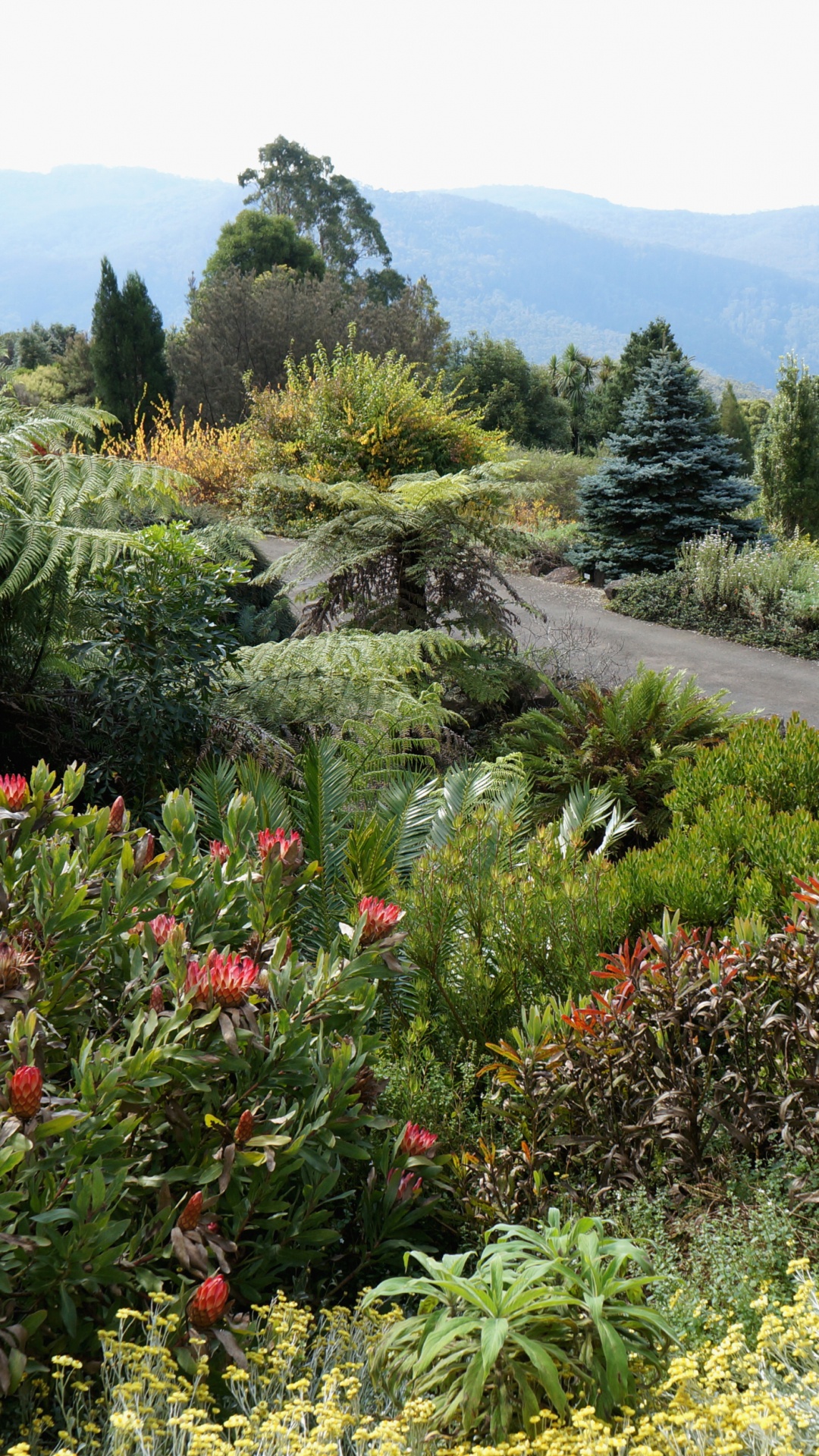 Обои Голубые Горы Ботанический Сад, Ботанический сад, сад, растительность, кустарник в разрешении 1080x1920