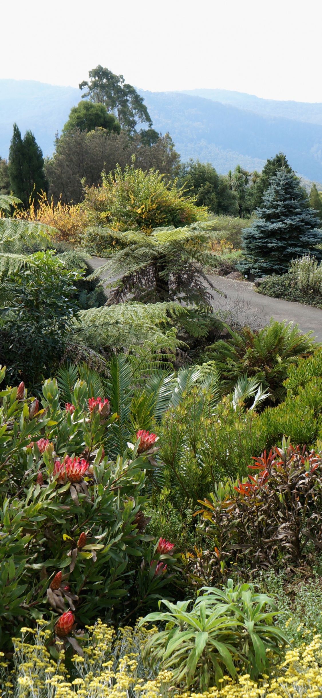 Обои Голубые Горы Ботанический Сад, Ботанический сад, сад, растительность, кустарник в разрешении 1125x2436