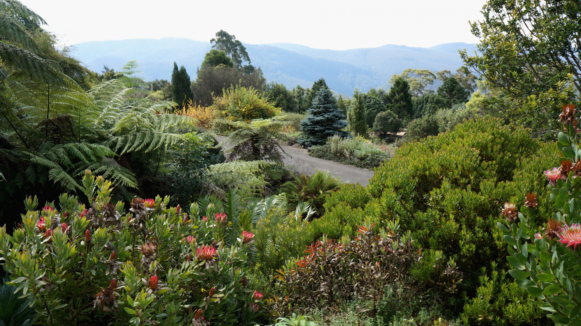 Обои Голубые Горы Ботанический Сад, Ботанический сад, сад, растительность, кустарник в разрешении 1920x1080