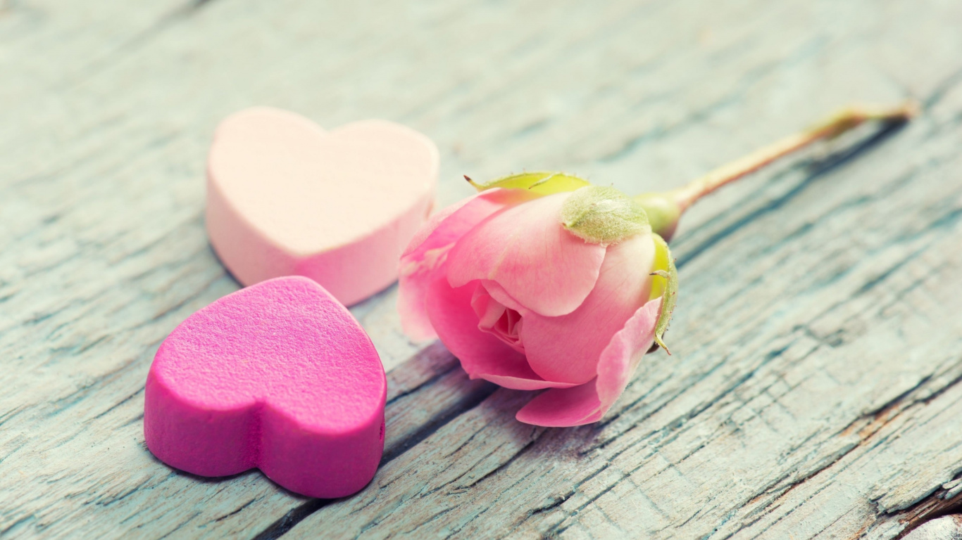 Обои Роза, цветок, сердце, розовый, возлюбленных в разрешении 1366x768