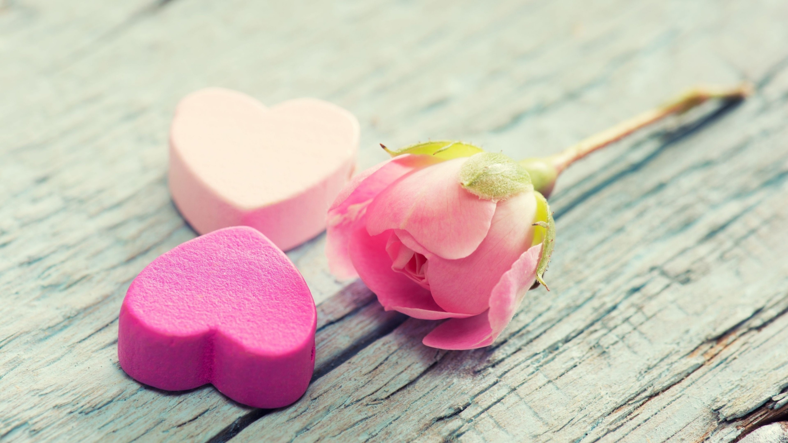 Обои Роза, цветок, сердце, розовый, возлюбленных в разрешении 2560x1440