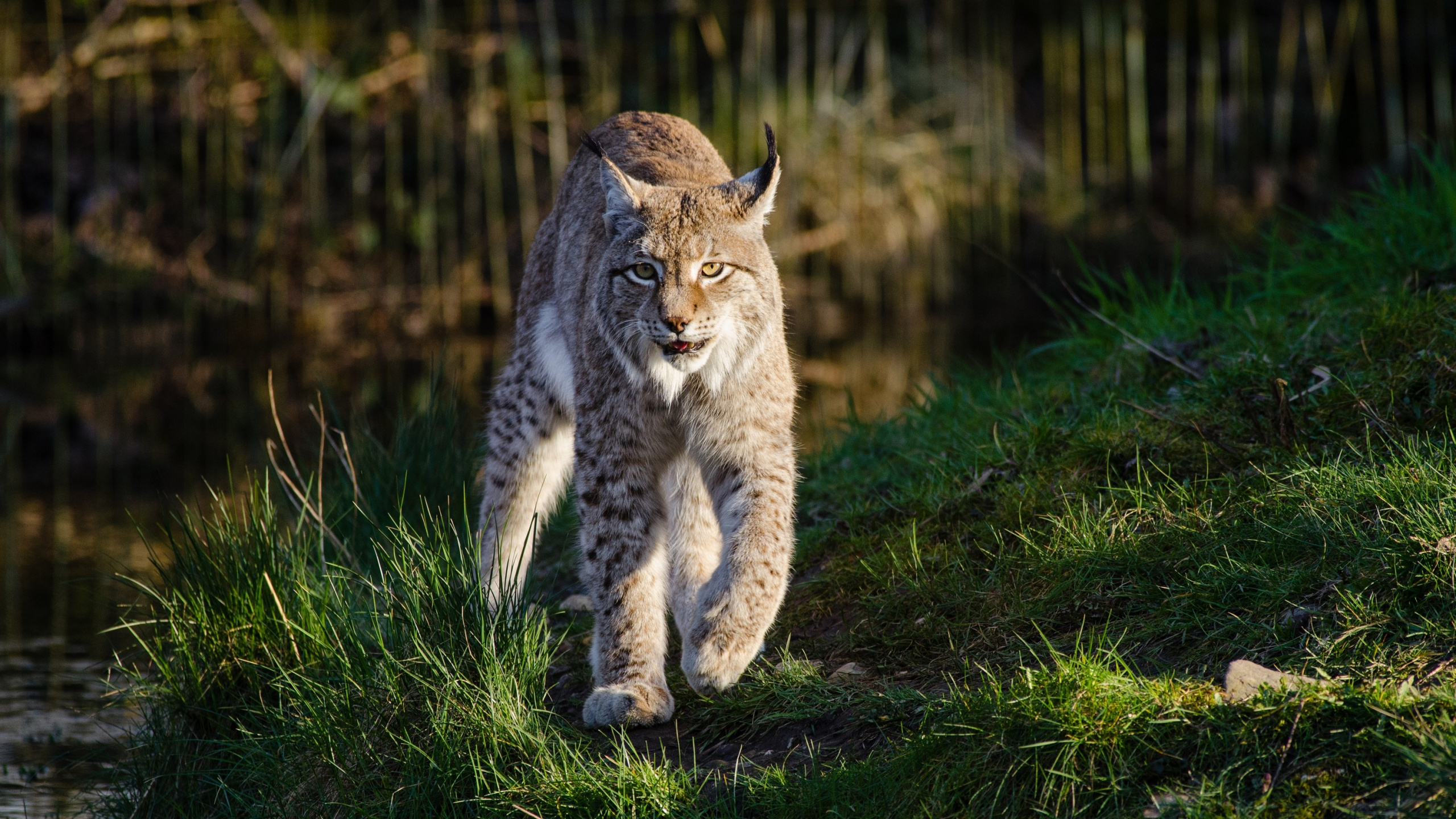 Обои рысь, кот, живая природа, кошачьих, бакенбарды в разрешении 2560x1440