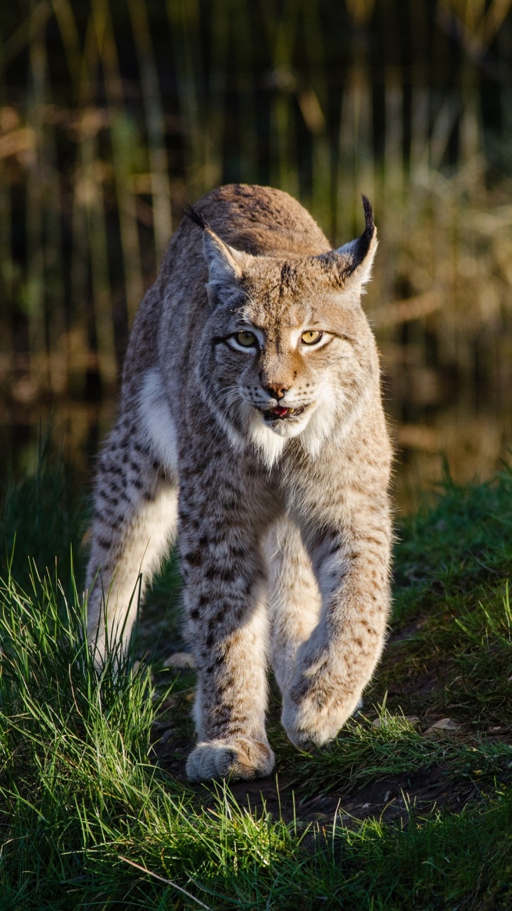 Обои рысь, кот, живая природа, кошачьих, бакенбарды в разрешении 720x1280