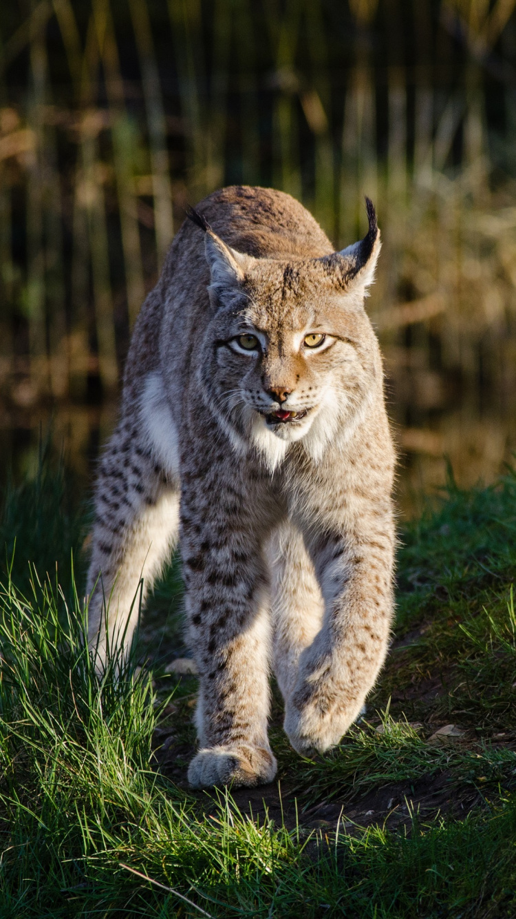 Обои рысь, кот, живая природа, кошачьих, бакенбарды в разрешении 750x1334