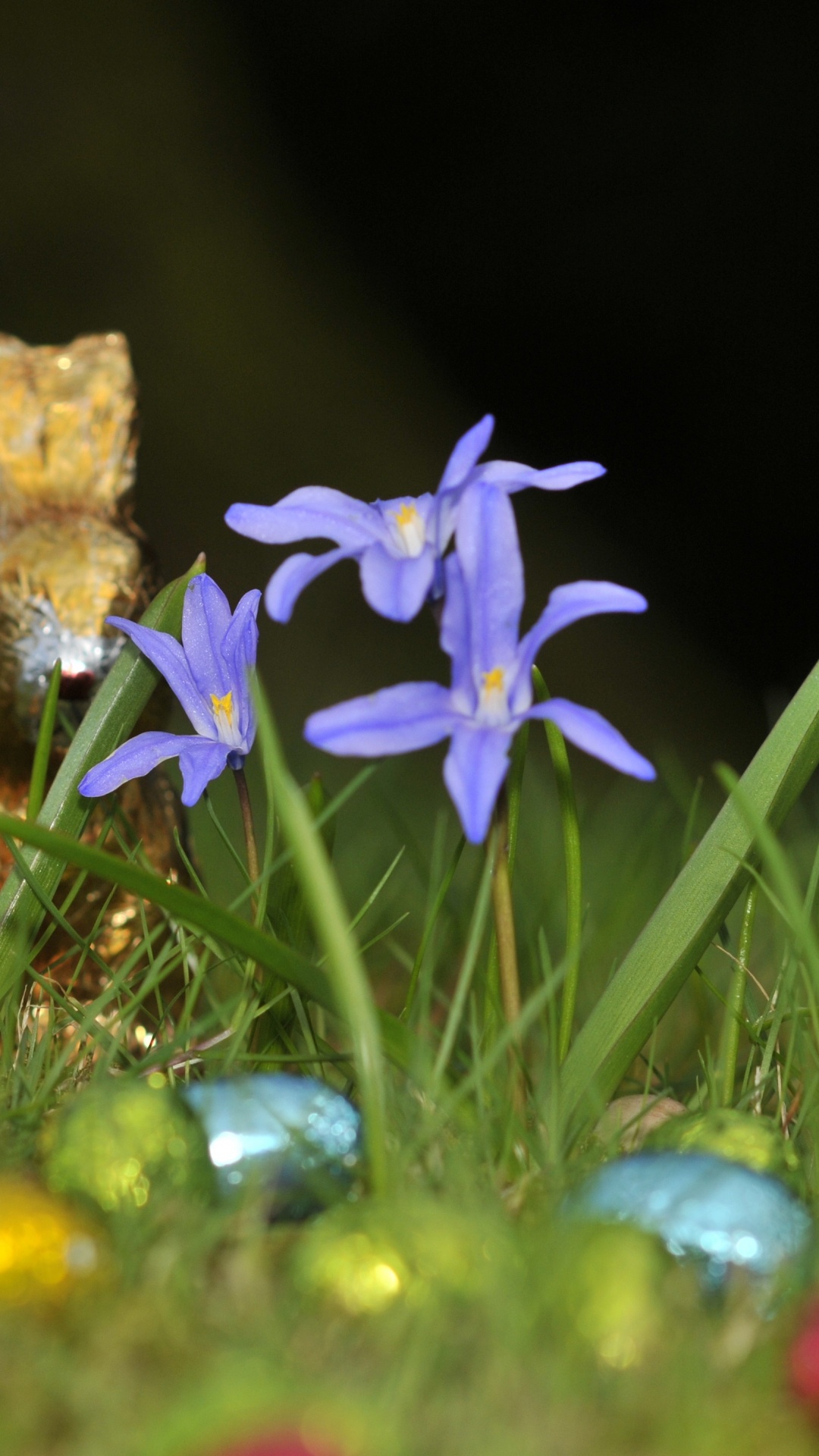 Обои полевой цветок, цветковое растение, радужная оболочка, пасха, страстная неделя в разрешении 1080x1920