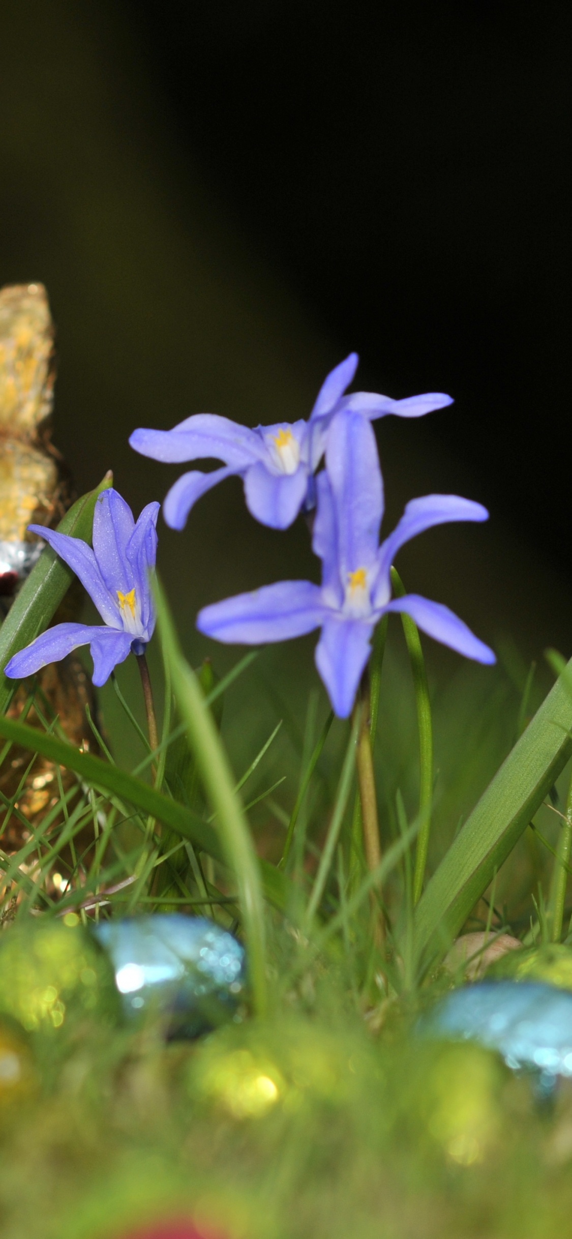 Обои полевой цветок, цветковое растение, радужная оболочка, пасха, страстная неделя в разрешении 1125x2436