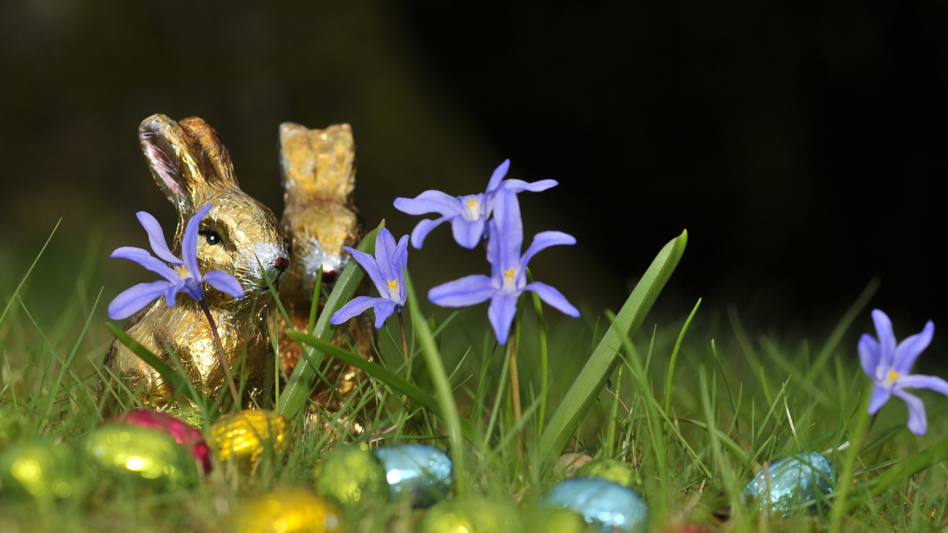 Обои полевой цветок, цветковое растение, радужная оболочка, пасха, страстная неделя в разрешении 1920x1080