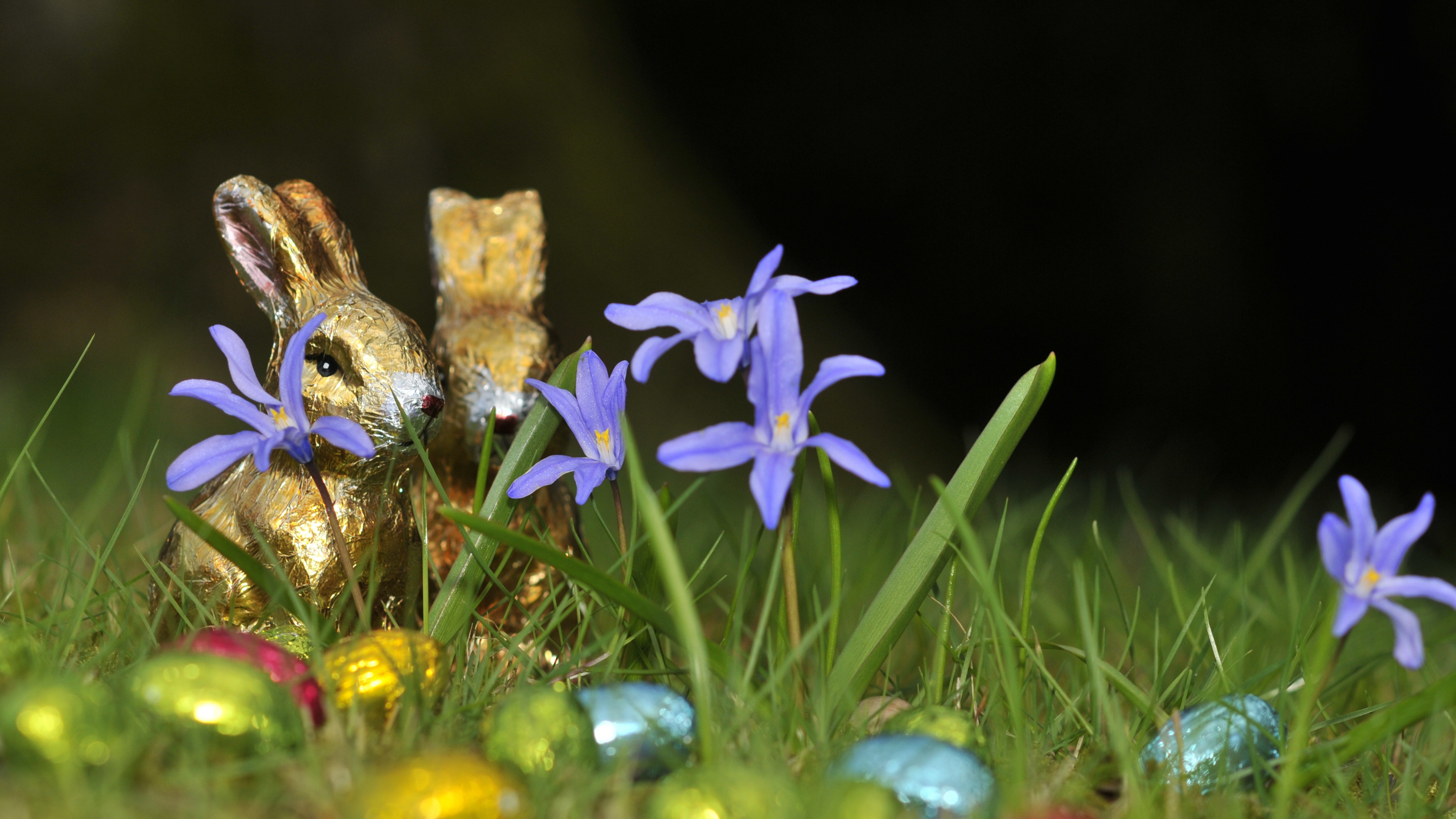 Обои полевой цветок, цветковое растение, радужная оболочка, пасха, страстная неделя в разрешении 3840x2160