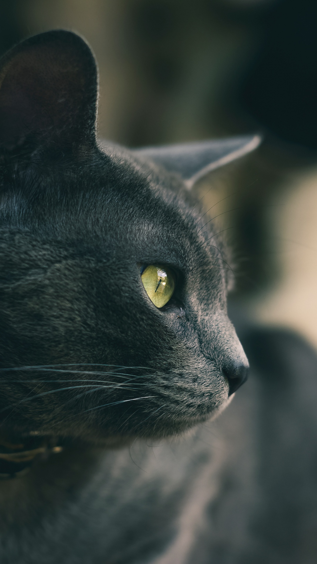 Обои кот, черная кошка, бакенбарды, кошачьих, глаз в разрешении 1080x1920
