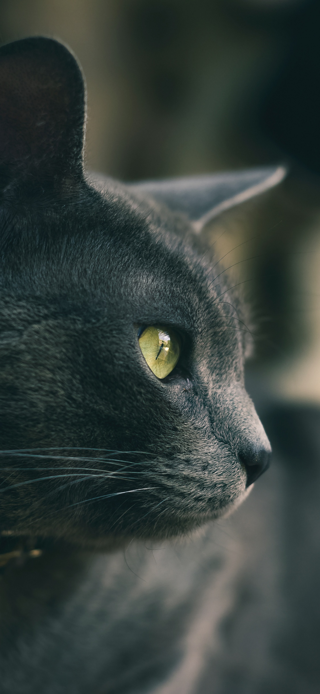 Обои кот, черная кошка, бакенбарды, кошачьих, глаз в разрешении 1125x2436