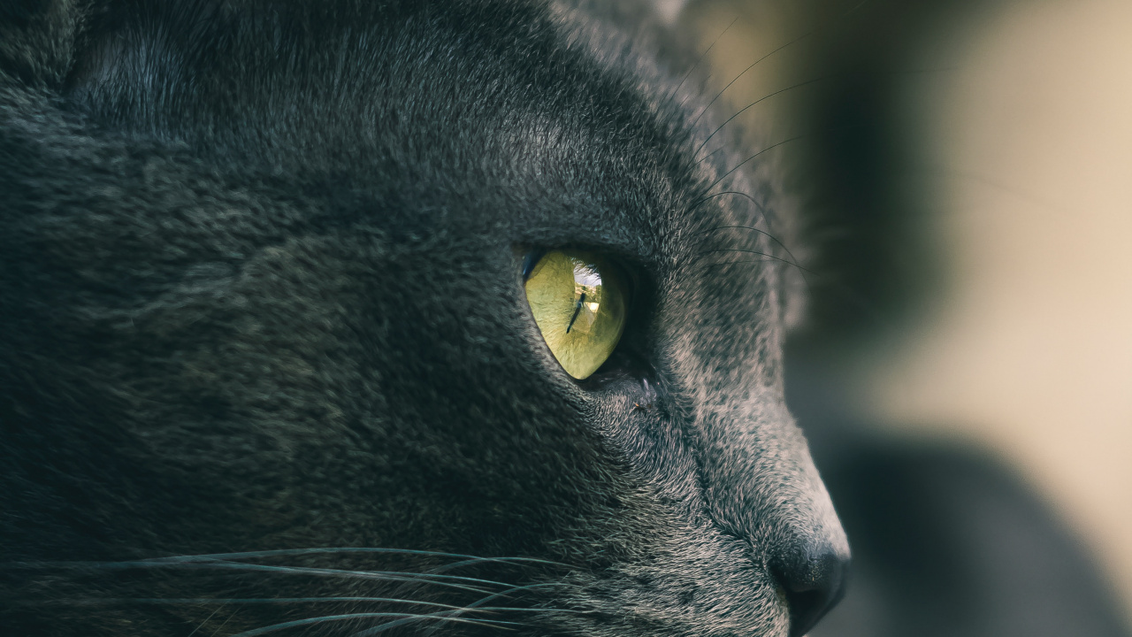 Обои кот, черная кошка, бакенбарды, кошачьих, глаз в разрешении 1280x720
