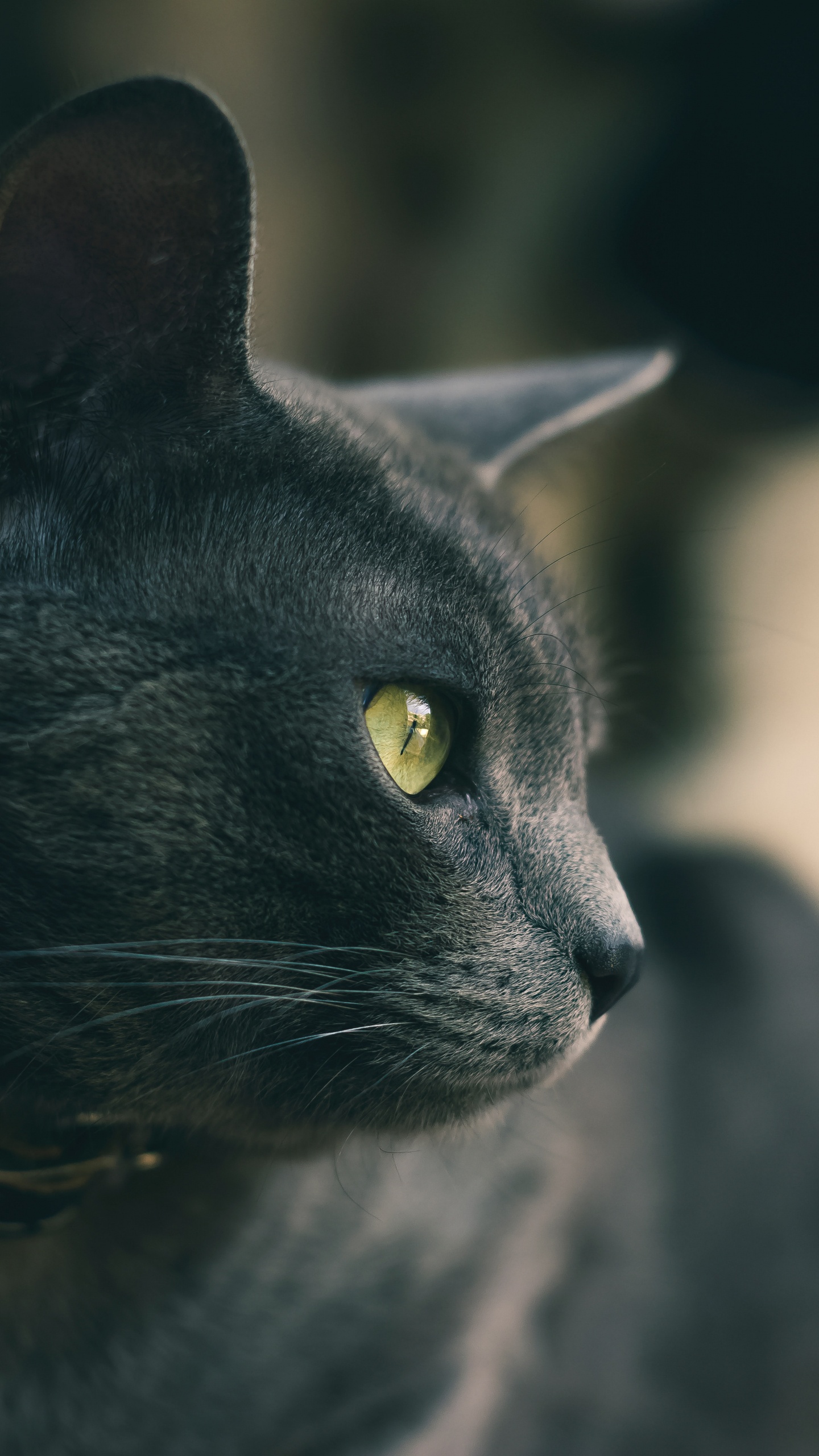 Обои кот, черная кошка, бакенбарды, кошачьих, глаз в разрешении 1440x2560