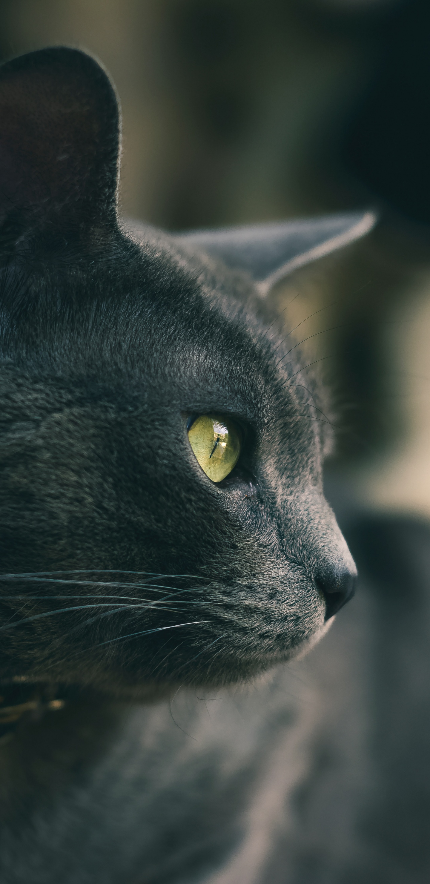 Обои кот, черная кошка, бакенбарды, кошачьих, глаз в разрешении 1440x2960
