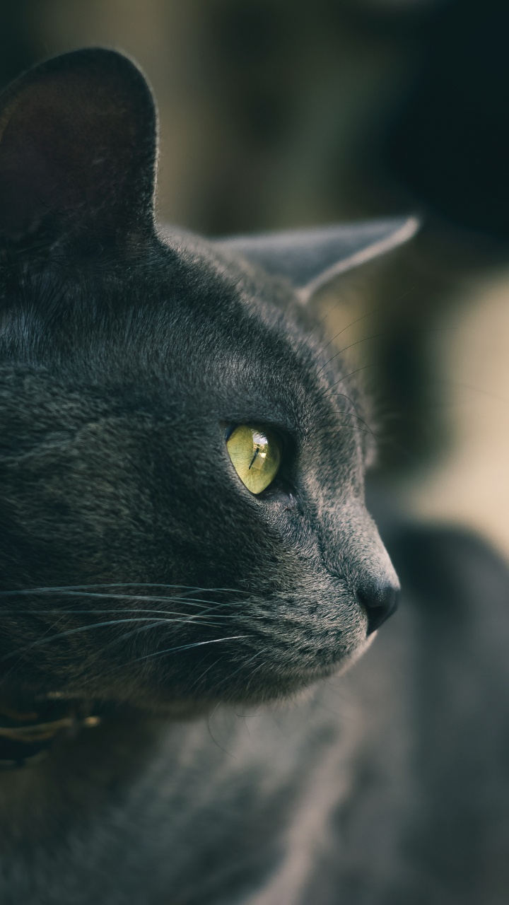 Обои кот, черная кошка, бакенбарды, кошачьих, глаз в разрешении 720x1280