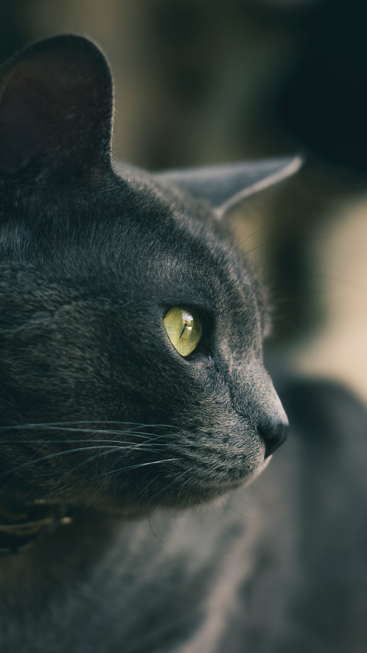 Обои кот, черная кошка, бакенбарды, кошачьих, глаз в разрешении 750x1334