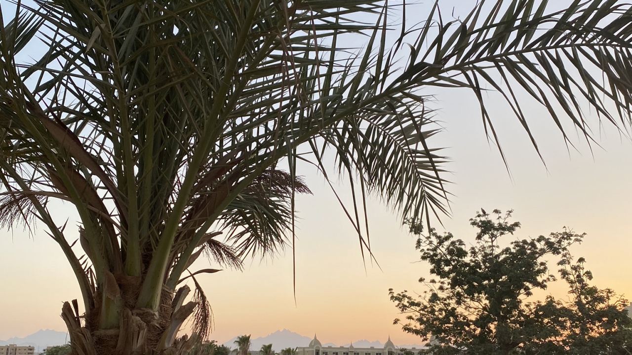 Обои растительность, Масло пальмы, Бабассу, дерево, древесные растения в разрешении 1280x720