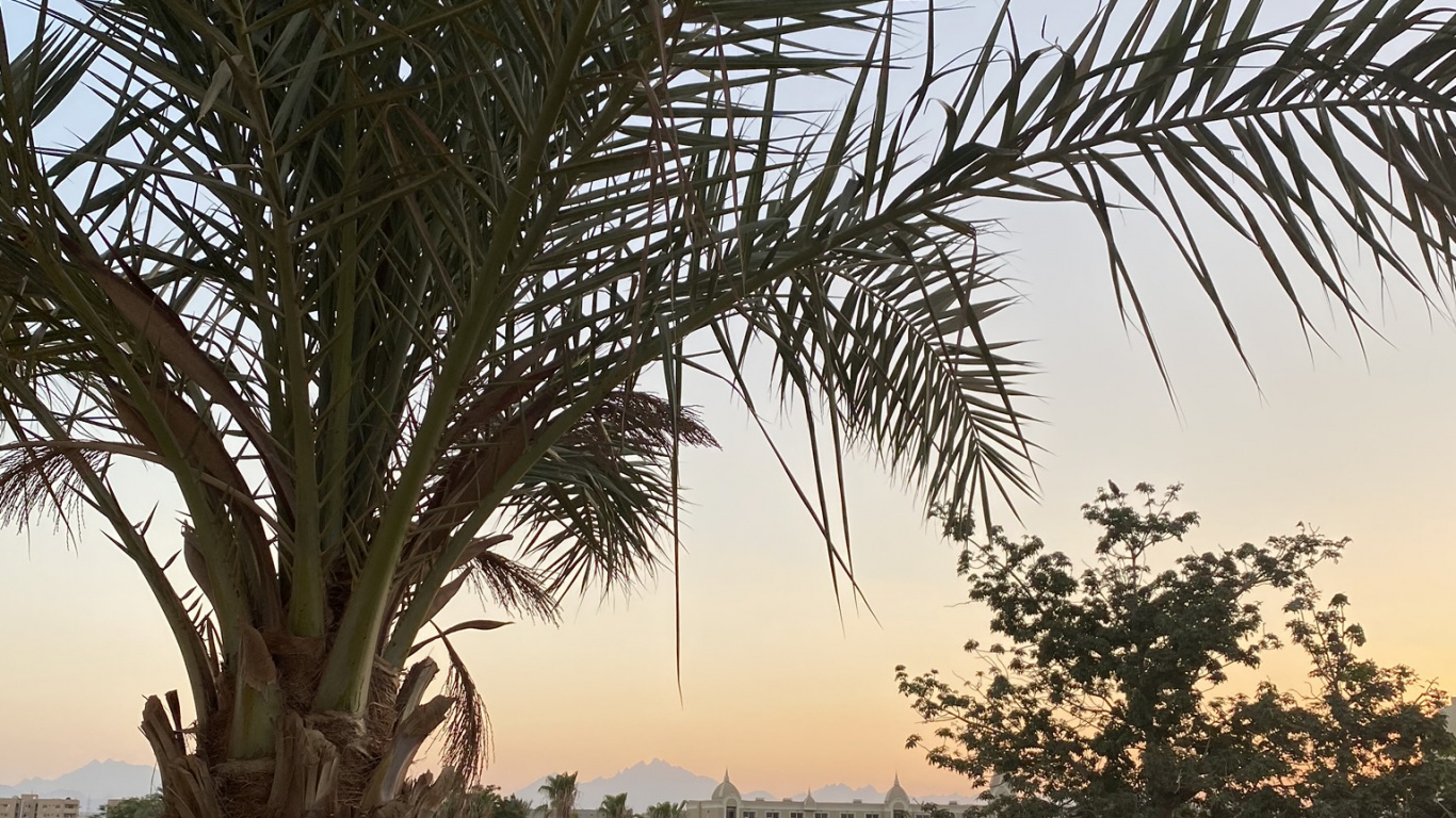 Обои растительность, Масло пальмы, Бабассу, дерево, древесные растения в разрешении 1366x768