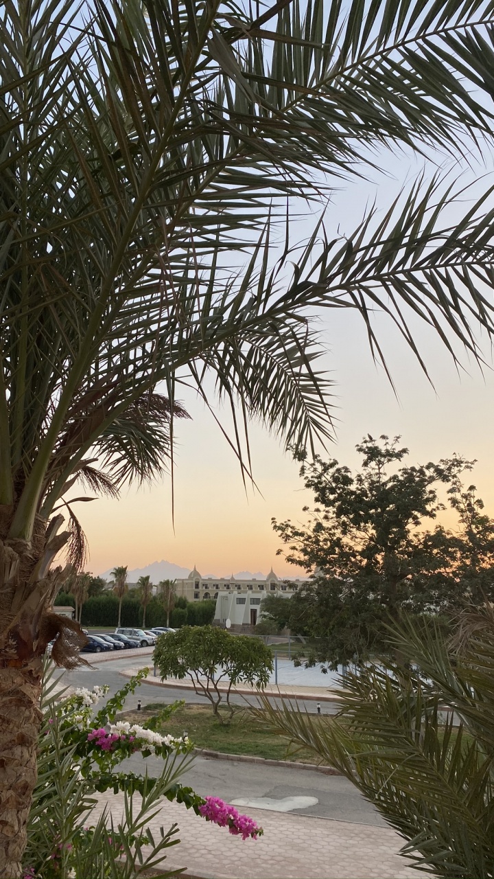 Обои растительность, Масло пальмы, Бабассу, дерево, древесные растения в разрешении 720x1280